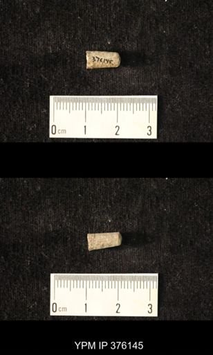 Pseudorthoceras knoxense