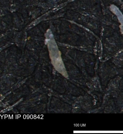 undet. Porifera