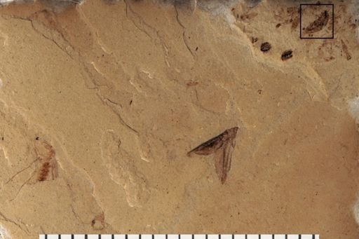 Coleoptera