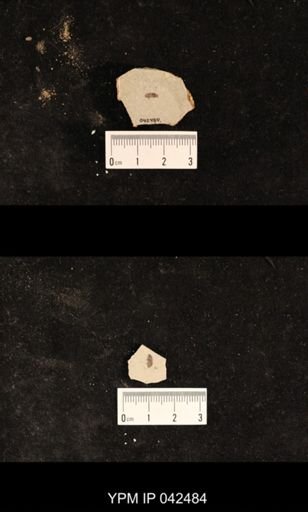undet. Hexapoda