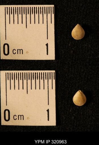 Dielasma elongatum