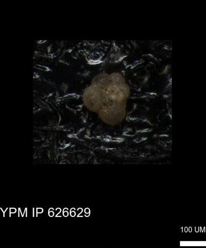 undet. Foraminiferida