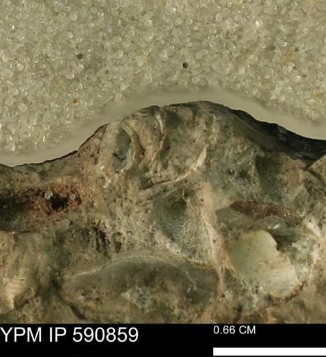 undet. Bivalvia
