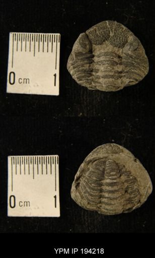 Phacops rana