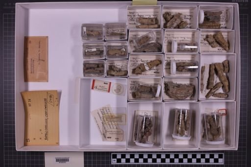 mixed taxa, stratigraphic collection