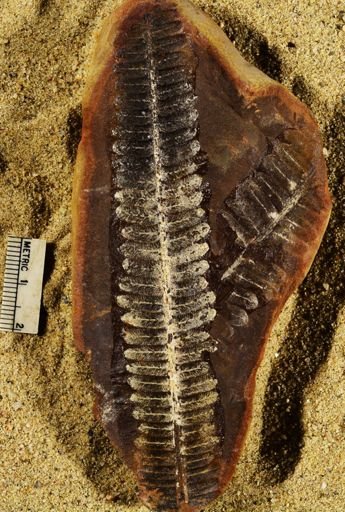Pecopteris lamurensis