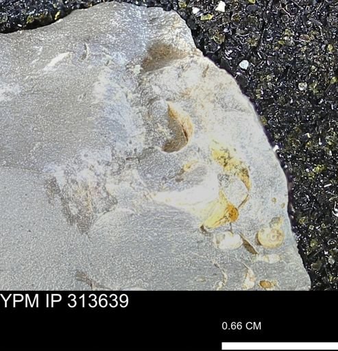 undet. Ammonoidea