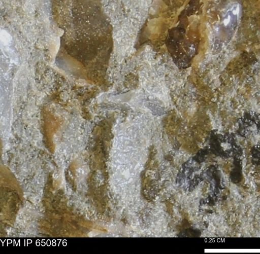 undet. Bivalvia