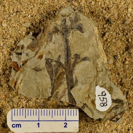 Triphyllopteris rarinervis