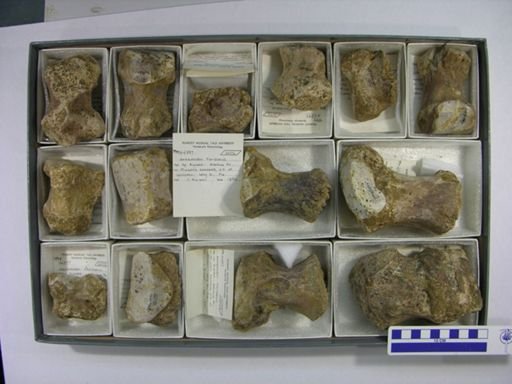 Amebelodon floridanus