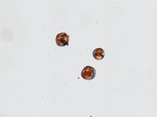 Mya arenaria