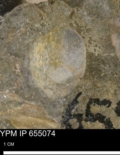 undet. Bivalvia