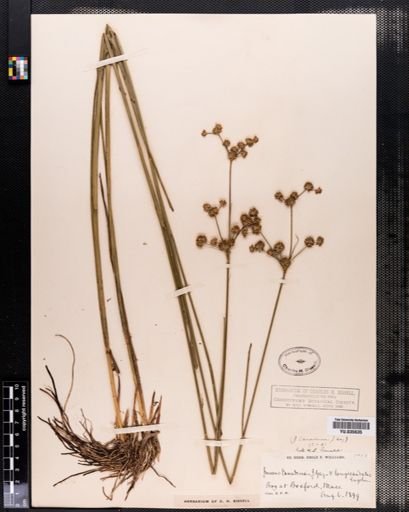 Juncus canadensis