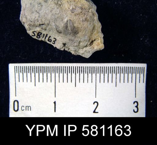 Bilobites sp.