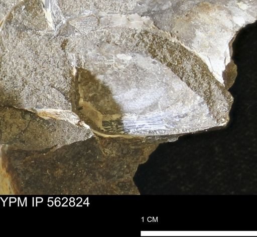 undet. Bivalvia