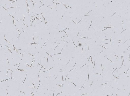 Myxilla incrustans