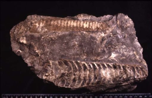 Ormoceras tenuifilum