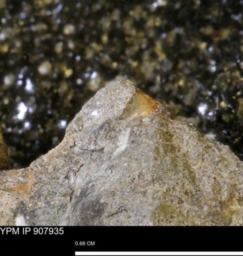 undet. Gastropoda