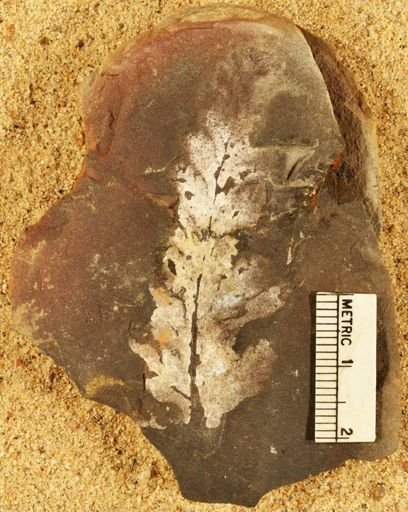 Pecopteris