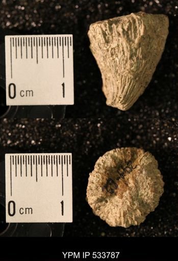 Ellipsosmilia inauris