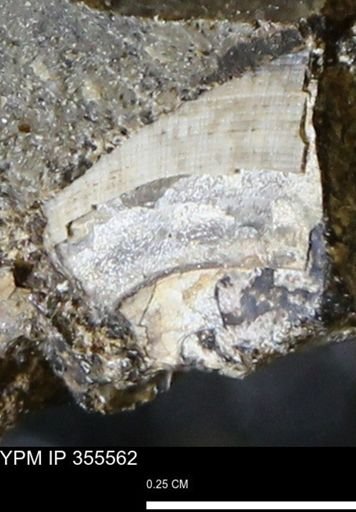 Limopsis striatopunctatus
