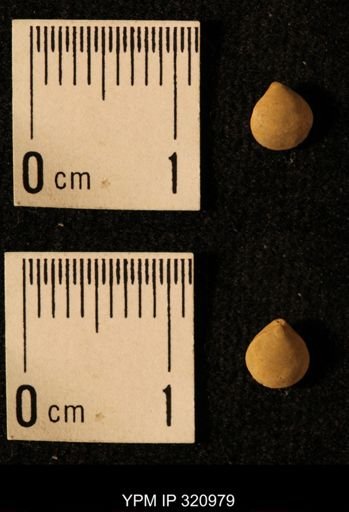 Dielasma elongatum