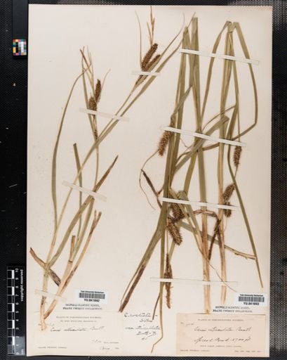 Plantae