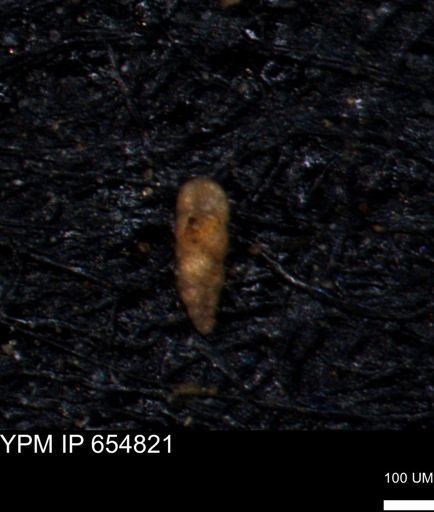 Verneuilinoides kansasensis
