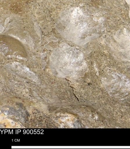 Anomia gryphorhyncha