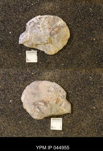 Sphenodiscus lenticularis
