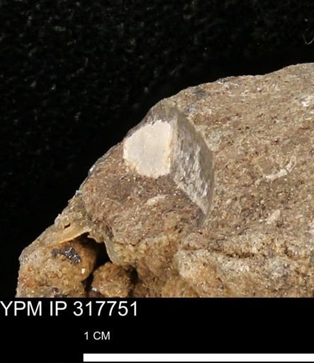 undet. Mollusca