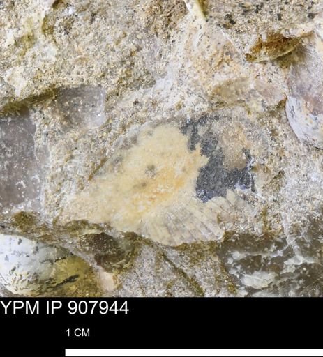 Oxytomidae?
