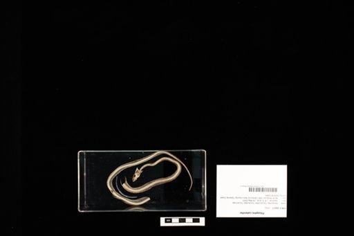 Pituophis catenifer