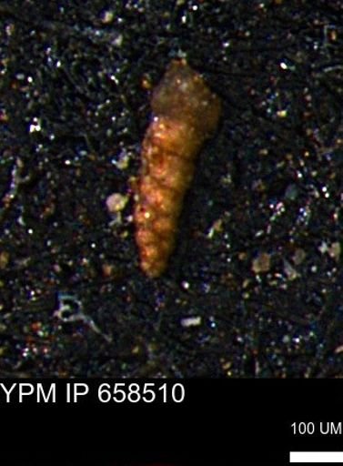Verneuilinoides kansasensis