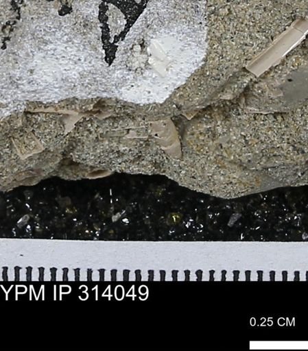 undet. Scaphopoda
