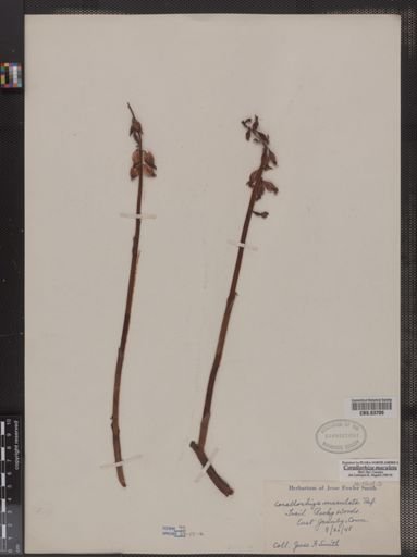 Corallorhiza maculata