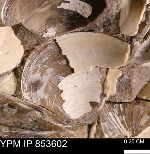 Limopsis striatopunctatus