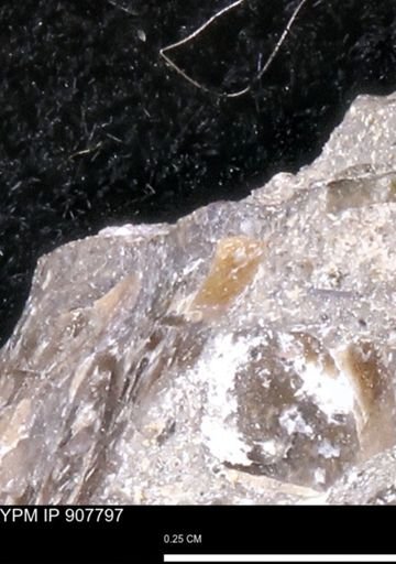 undet. Mollusca