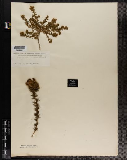 Aspalathus