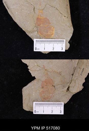 undet. Xiphosurida