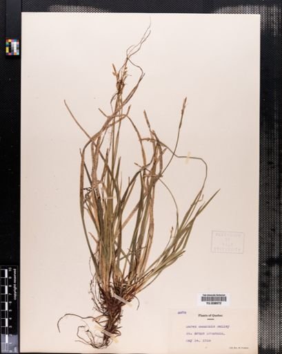 Carex communis