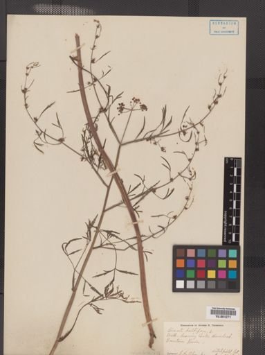 Cicuta bulbifera