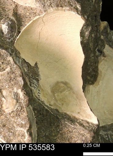 Protocardia subquadrata