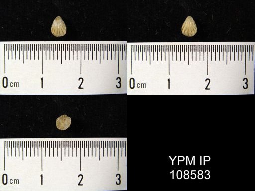 Camarotoechia bialveata