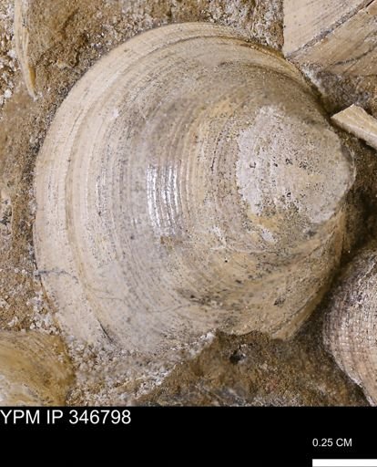 Limopsis striatopunctatus