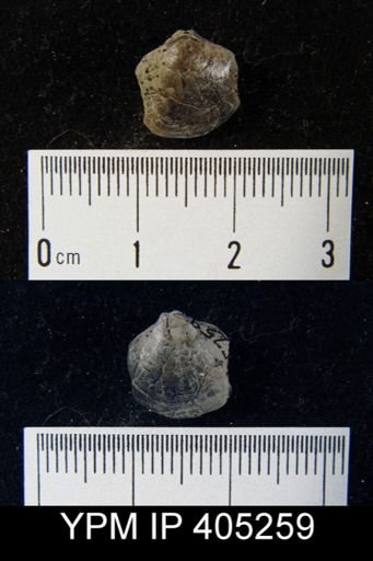 undet. Athyridida