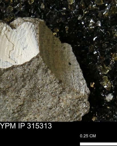 undet. Mollusca