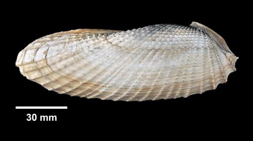 Cyrtopleura costata