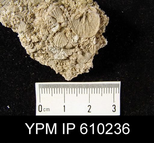 Anoplotheca planoconvexa