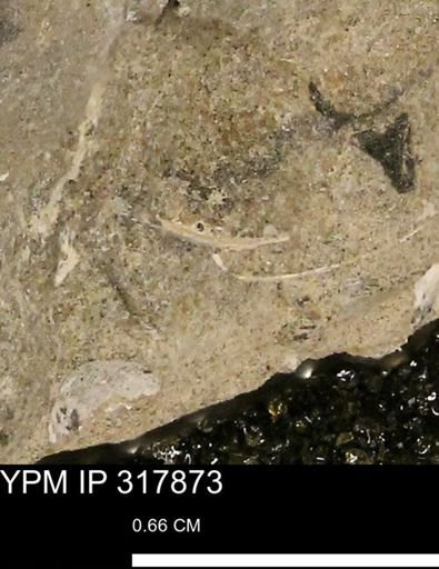 undet. Mollusca